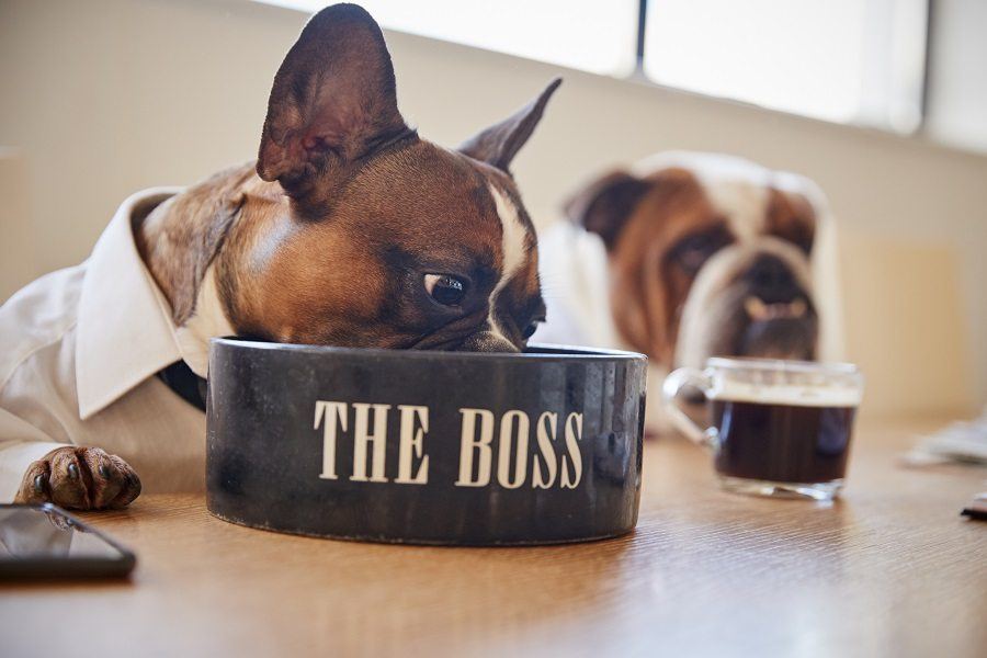 Hond is de baas