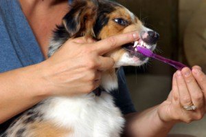 Tanden poetsen met je hond